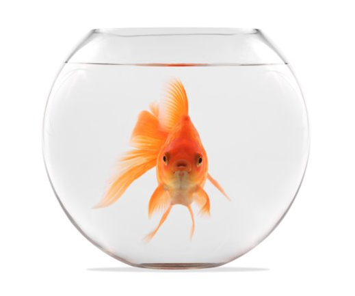 Stock image of a goldfish swimming in a fishbowl.